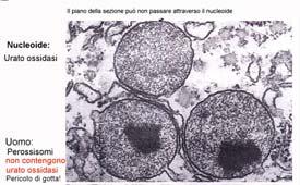 edu/cells/peroxisomes/peroxisomes.