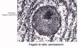 cristalloide di un enzima della via degradativa delle purine, la