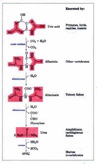 nel caso dei crostacei, pesci, anfibi, di urea. http://img.medscape.