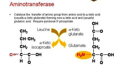 Metabolismo dei composti azotati 2 Catabolismo di sostanze insolite Amminotrasferasi (transaminasi): catalizzano il trasferimento