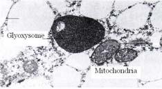 Perossisomi nelle piante Perossisomi PIANTE (INFO UTILI PER BIOLOGIA DELLA CELLULA ANIMALE) I perossisomi hanno inoltre ruoli molto importanti nelle piante.