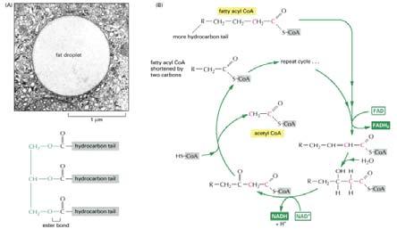 Ciclo di ossidazione degli acidi grassi http://www.ncbi.nlm.nih.gov/books/nbk26882/figure/a302/?