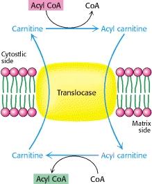 atraversare la membrana interna per venire ossidati. Questo movimento coinvolge il trasferimento della porzione acilica dell acido grasso ad un trasportatore chiamato carnitina.