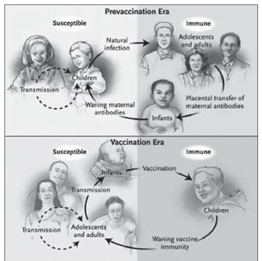 PERTOSSE Figura 3. Epidemiologic Life Cycles of B.