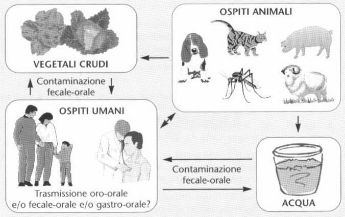 Epidemiologia e modalità di trasmissione della Infezione