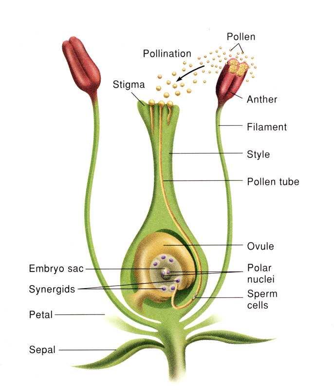 Organi sessuali del fiore ermafrodita L insieme degli stami