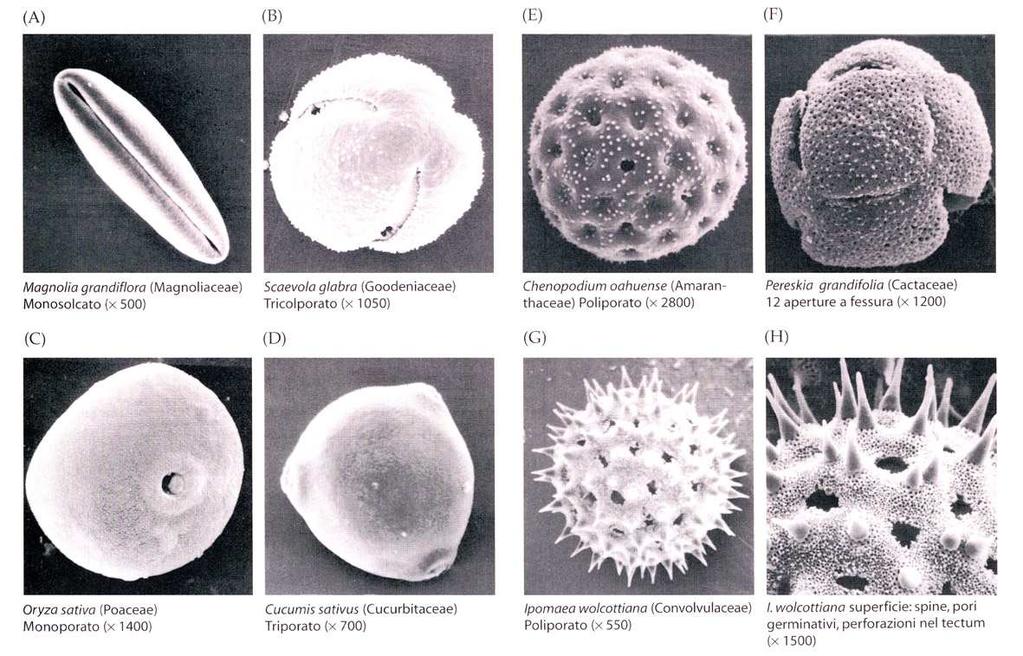 Esempi di alcuni granuli pollinici di Angiosperme, mostranti