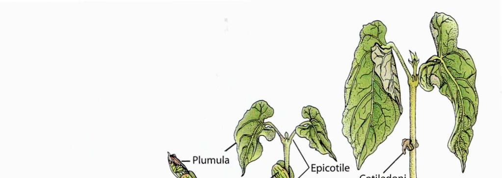 Germinazione epigea: i