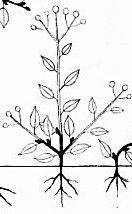 albero o arbusto Forme biologiche erba perenne erba perenne erba annua suffrutice
