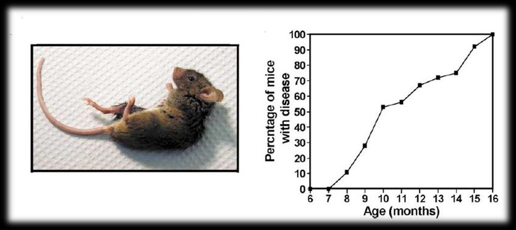 Il gene mutato è stato inserito per microiniezione.