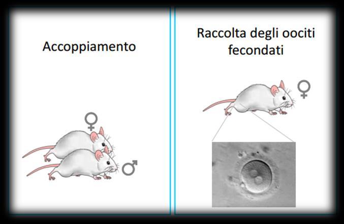 1 Preparazione degli oociti