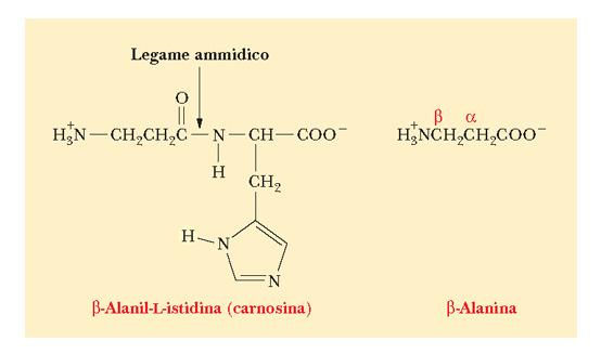 I derivati degli amminoacidi biologicamente attivi La carnosina è un dipeptide naturale