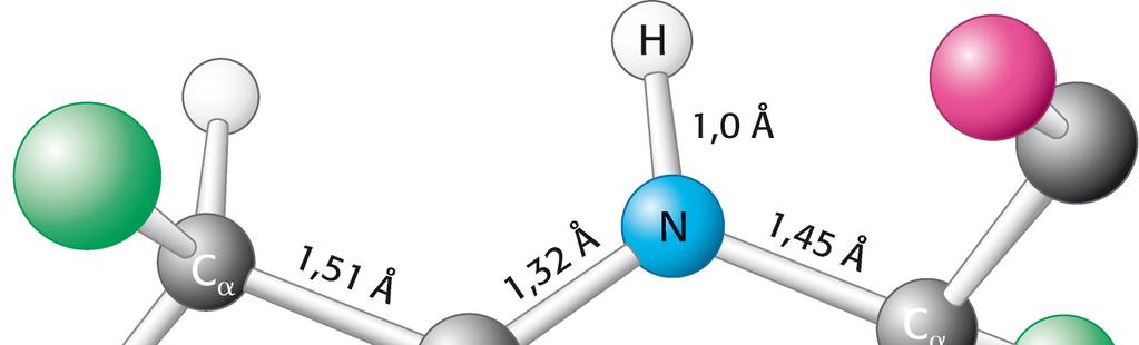 Lunghezza del legame peptidico Legame C-N