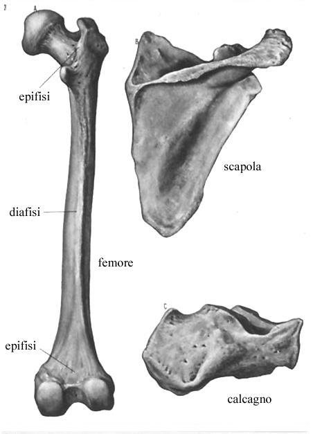 Tessuto osseo