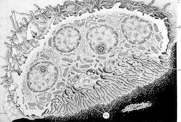 Il citoplasma è pieno di mitocondri e corpi densi di natura lisosomiale e la sua