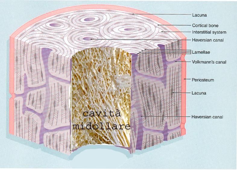 Tessuto osseo Cavità midollare rivestita dall