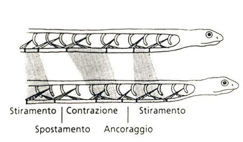 Meccanica dello