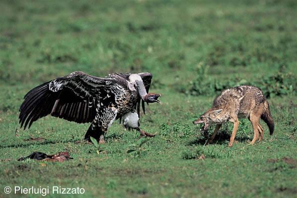 La competizione per le risorse determina l