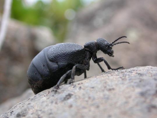 Ipermetabolia Un caso di ripetuta convergenza biologica Coleoptera, Meloidae