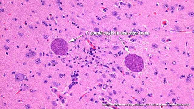 terreno Trasmissione congenita Adattamento dei