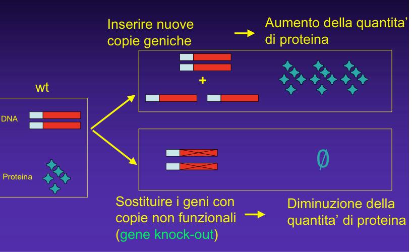GLI ORGANISMI TRANSGENICI COMPLESSI Ruolo Gene/proteina in un contesto fisiologico Modelli