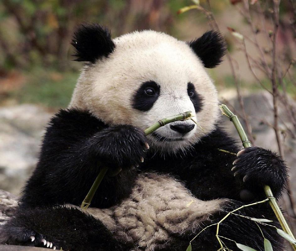 Per ottenere ciò il WWF giunge anche a stipulare accordi di partnership con quelle che si impegna- IL SIMBOLO DEL PANDA Il panda gigante fu scelto quale emblema del WWF, alla sua fondazione nel 1961,