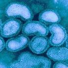 Orthomyxoviridae Influenzavirus A Influenzavirus B Influenzavirus C Thogotovirus