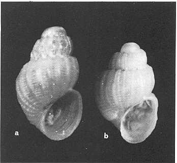 pygmaea di GRATELOUP e commenta che gli esemplari nella collezione JEFFREYS sono uguali a C. pygmaea. WARÉN (1980) illustra la specie come Rissoa stefanisi, la ritiene differente da R. costulata S.V.