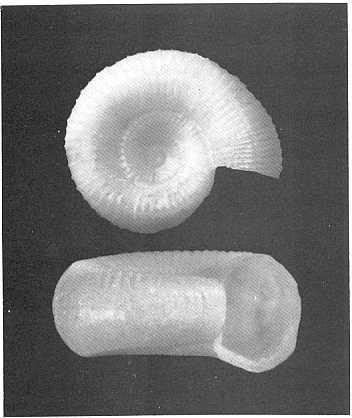 Il mollusco presenta conchiglia nautiliforme, con protoconca liscia, di forma discoidale segnata da una carena ben netta, presente anche nella parte inferiore della conchiglia, che determina