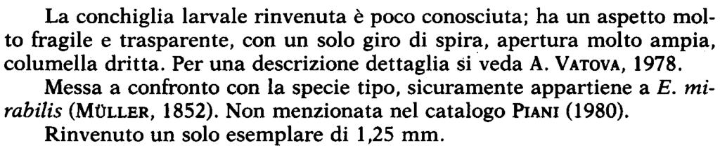 Turbonilla attenuata (JEFFREYS, 1884) Rinvenuti diversi esemplari molto freschi. Rara Pyramidellidae di profondi. tà. EsempI. raff. H.