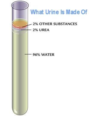 Urine L urina è un fluido biologico a composizione ampiamente variabile.