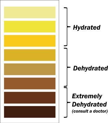 2. Colore Il normale colore giallo paglierino, più o meno carico a seconda dell idratazione del soggetto, è dovuto alla presenza di un pigmento, l urocromo la cui concentrazione è proporzionale al