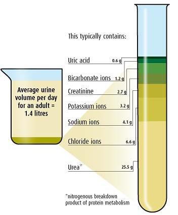 Urine L'urina è prodotta dai reni che filtrano il sangue per depurarlo dalle scorie prodotte dal metabolismo.