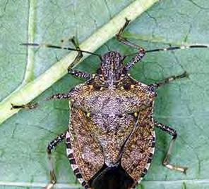 CIMICI. LA CIMICE ASIATICA (Halyomorpha halys) Sverna come adulto.