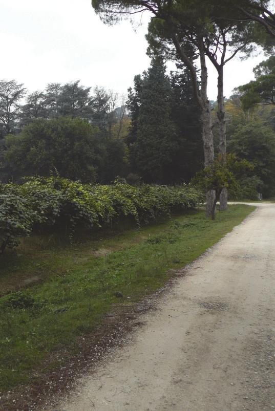 Il Pino domestico (pinus pinea) è la specie della famiglia delle Pinaceae che caratterizza l estetica del parco; è un imponente conifera che può raggiungere anche i 20-25 metri di altezza ed è