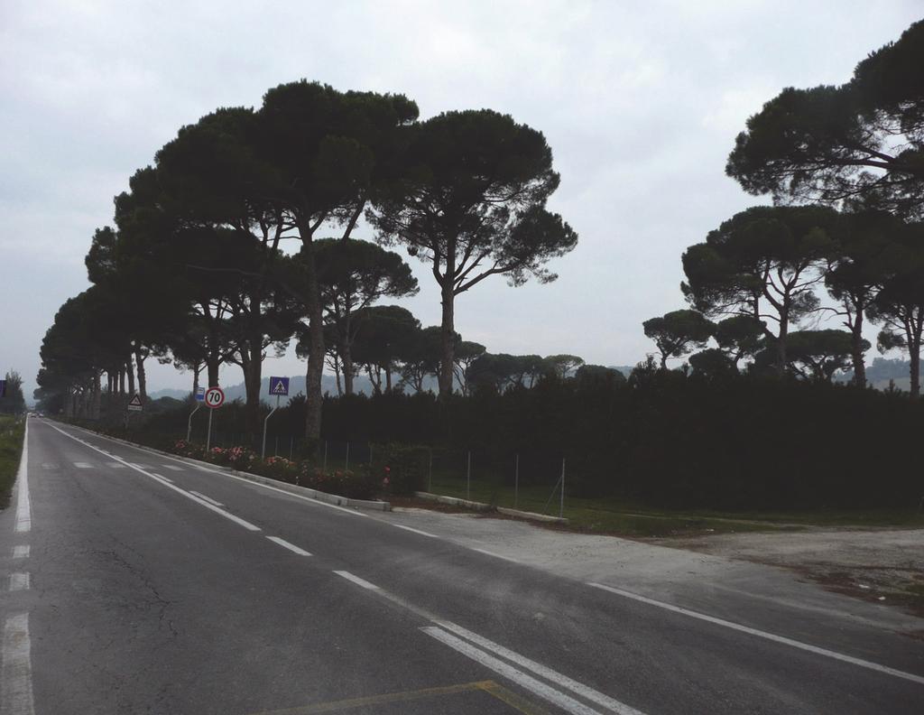 In questo contesto, in cui domina la presenza agricola, spicca la pineta del parco: gli esemplari di Pino domestico (pinus pinea), di dimensioni imponenti,