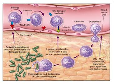 Molecole di cibo, o in alcuni casi particelle di cibo internalizzate dalla cellula per