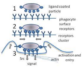 Fagocitosi («divorare cellule») E il processo mediante il quale una cellula spesso un fagocita professionista o un protozoo ingolfa una particella solida formando un