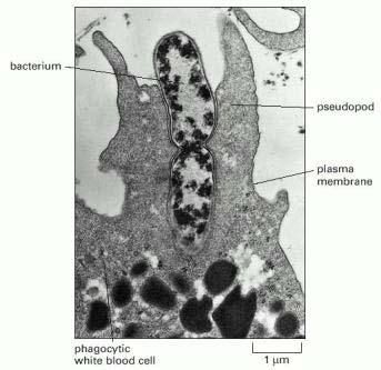 ), batteri, cellule morte o morenti. Fagocitosi in tre passi: 1. I recettori di superficie dei fagociti, se non sono legati non scatenano la fagocitosi. 2.