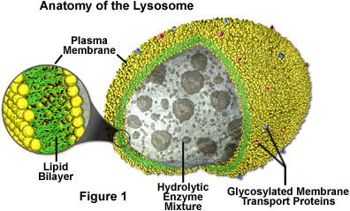http://micro.magnet.fsu.edu/cells/lysosomes/lysosomes.html LISOSOMI [1] I lisosomi sono organelli acidici che contengono una batteria di enzimi degradativi.