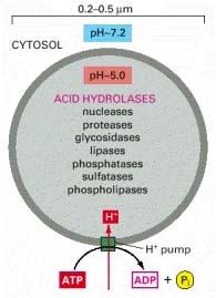LISOSOMI [4] Tutti gli enzimi lisosomiali lavorano più efficacemente a ph acidi e vengono chiamati collettivamente idrolasi acide.