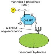 La struttura del mannosio 6 fosfato in un enzima lisosomiale. http://www.ncbi.nlm.nih.gov/books/nbk26844/figure/a2375/?