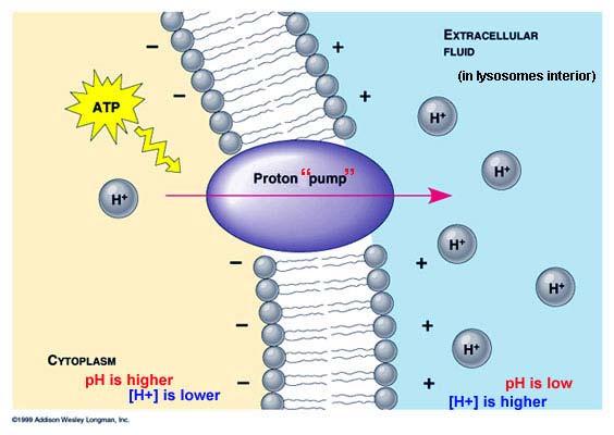 Gli enzimi lisosomiali sono solo debolmente attivi ai valori di ph neutri delle cellule e della maggior parte dei fluidi extracellulari.