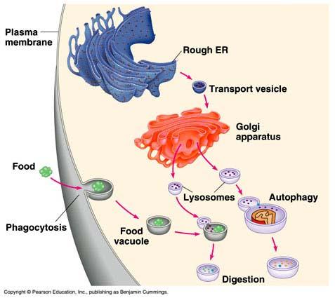 I lisosomi nei processi di fagocitosi e autofagia Nella fagocitosi, particelle di grandi dimensioni (ad es.