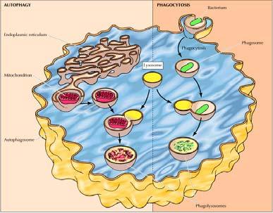 mitocondri) sono racchiusi da frammenti di membrane provenienti dall ER, formando autofagosomi.