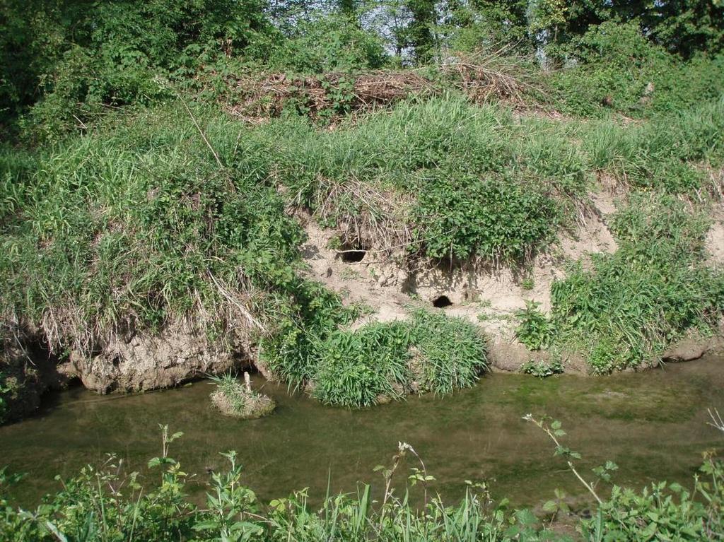 NUTRIE IN PROSSIMITÀ DELLA SEZIONE 7A SULLA SPONDA SINISTRA