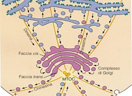 Lato CIS Lato TRANS L apparato o complesso di Golgi, scoperto da Camillo Golgi nel 1898, è costituito da cisterne membranose appiattite che si formano per fusione di vescicole