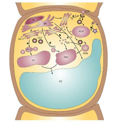 Vacuoli e sistemi di endomembrane nella cellula vegetale Il tonoplasto è una membrana formata da fosfoglicolipidi, steroli e proteine, dotata di caratteristiche speciali.
