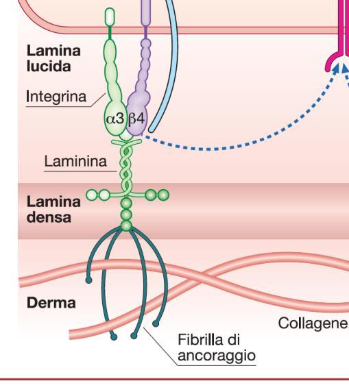 Laminine Subunità