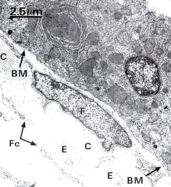 BM-Membrana Basale F-Fibroblasto